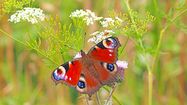 PAPILLONS ET PIXELS - Concours photo pour capter la nature landaise